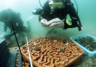 研究人员将瓷砖放在海底。图片来源香港大学