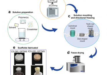 脚手架制造过程。图像通过KU鲁汶。