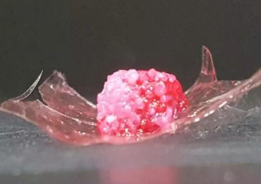 使用大阪大学3D打印技术制作的肉类样品。江南平台版江南平台版图片来自泰国国家新闻网站。