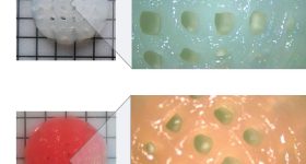 一个空白的植入物(上)和一个DOX-loaded植入。通过贝尔法斯特女王大学的形象