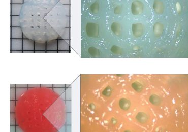 一个空白的植入物(上)和一个DOX-loaded植入。通过贝尔法斯特女王大学的形象